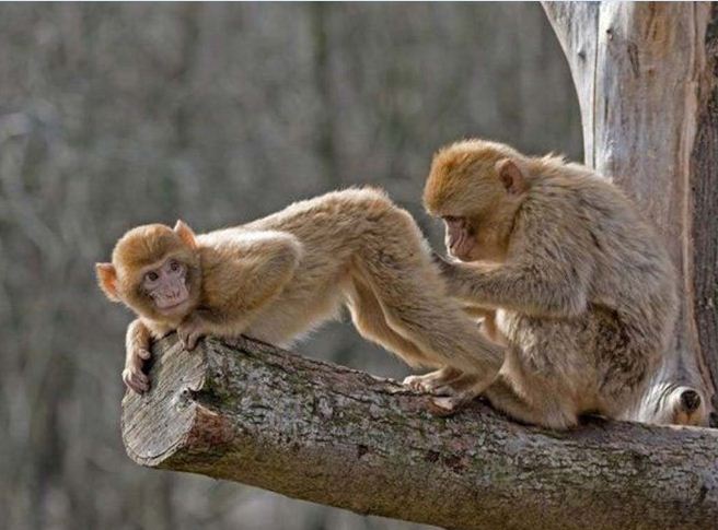 Funny Monkeys HD Wallpaper