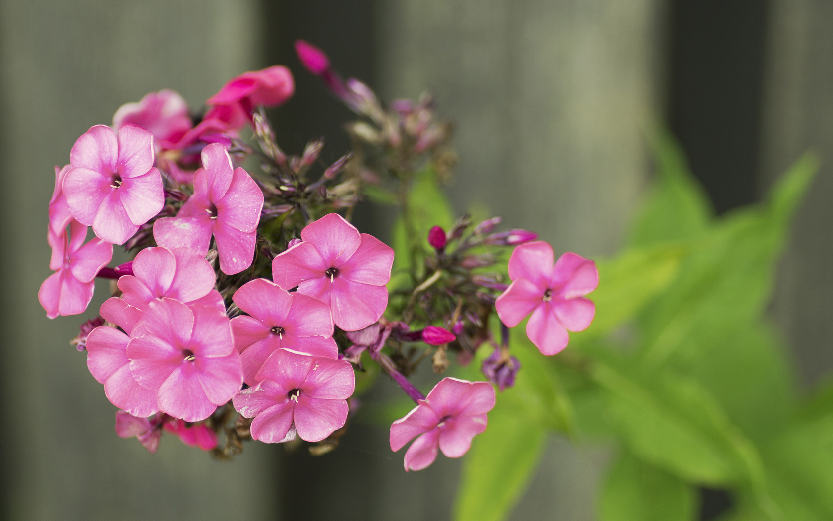 Small Pink Flowers Wallpaper