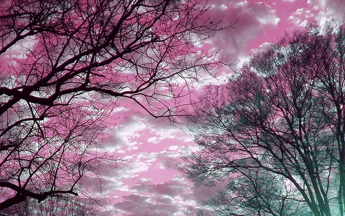 Clouds Trees at Sunset in Kentucky with Pink Sky 1680 x 1050
