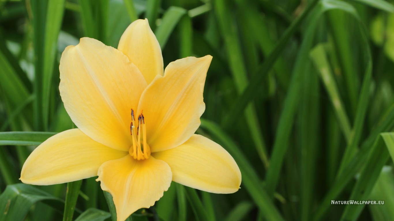 Wallpaper Yellow Lily Background