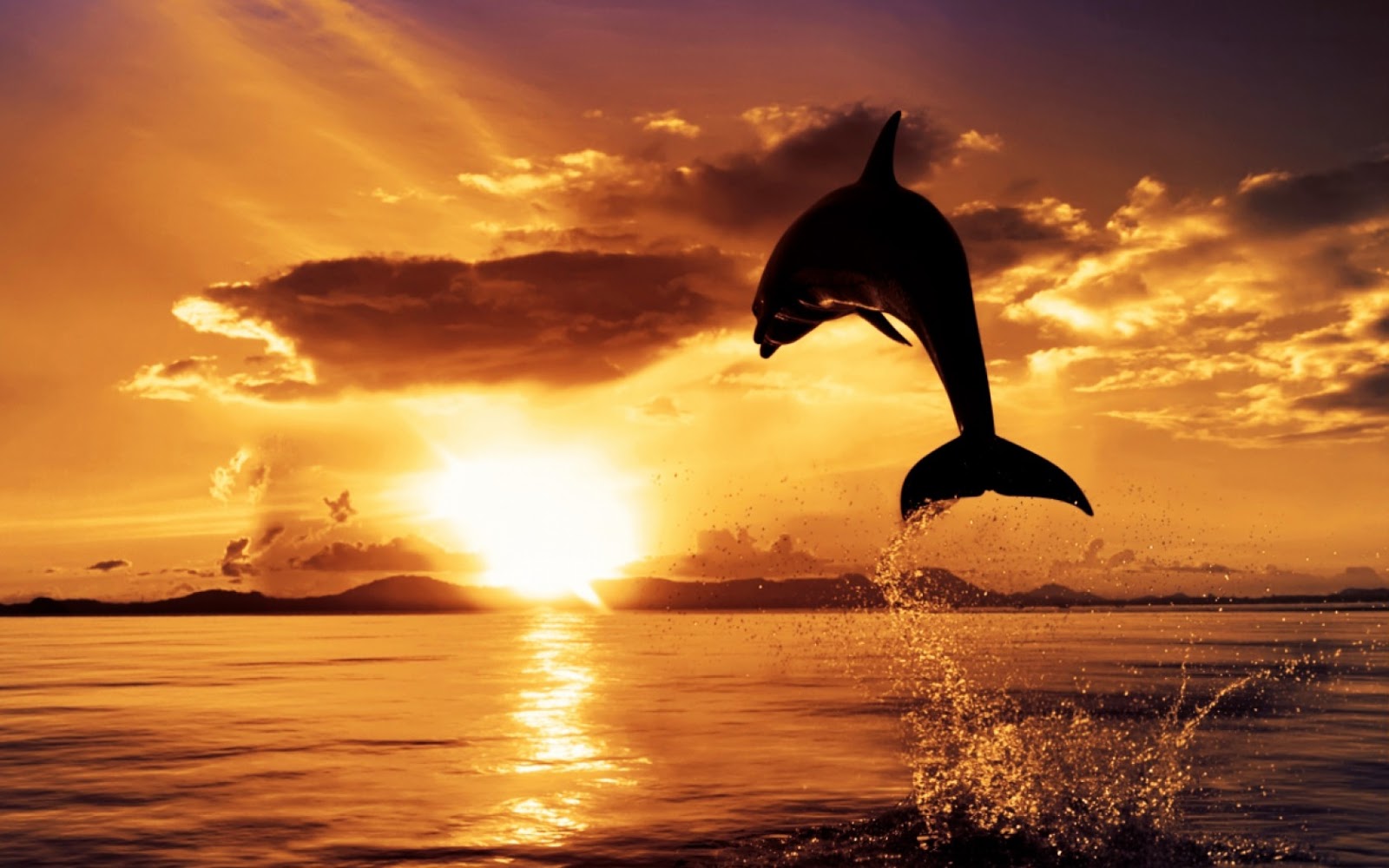 36+] Wallpaper Dolphin Sunset - WallpaperSafari