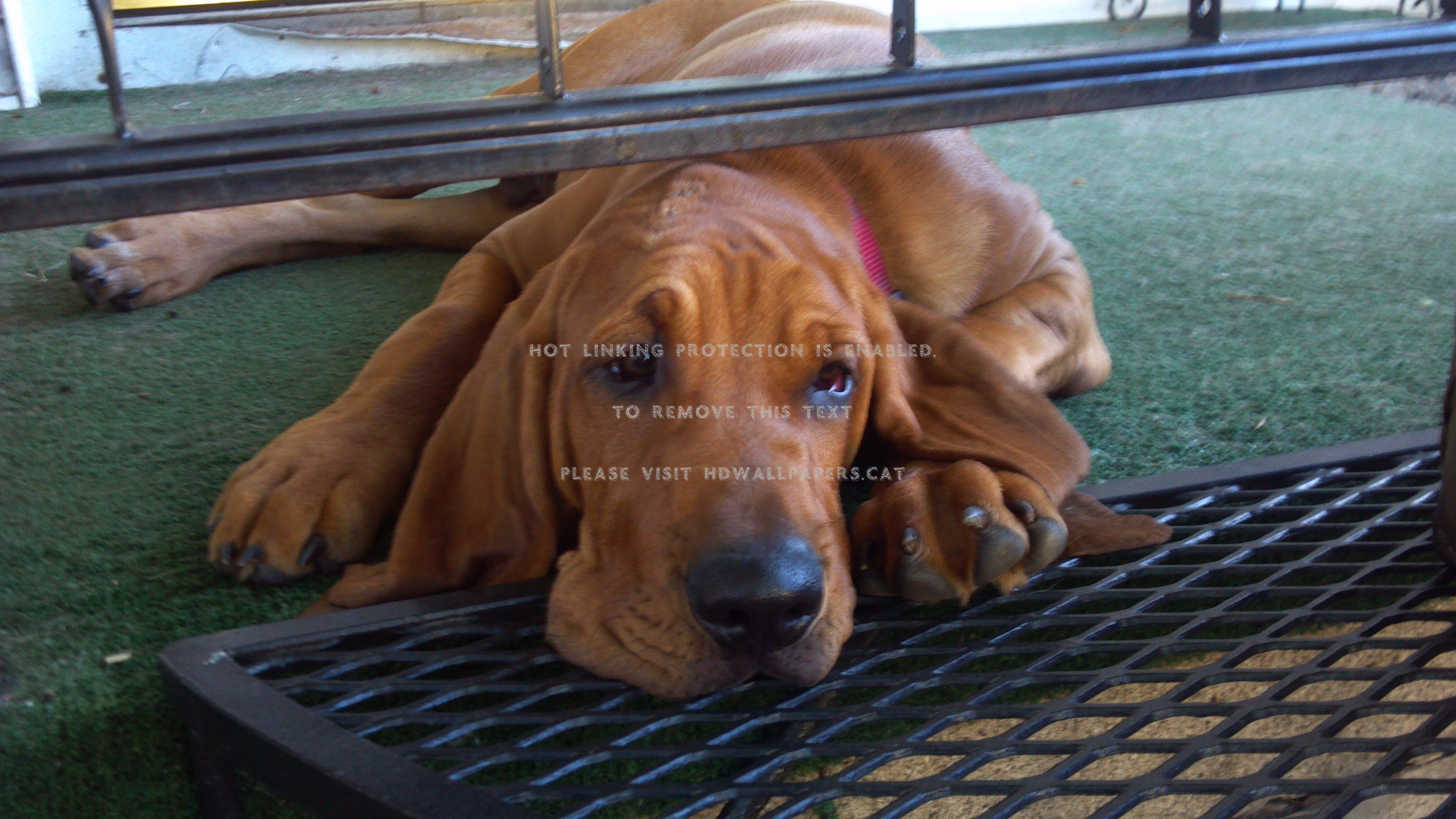 Red Bloodhound Loyal Mr Bojangles Loves To