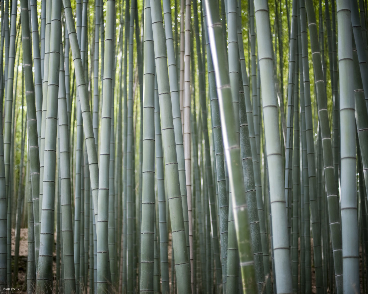 Bamboo Forest Desktop Wallpaper Iskin Co Uk