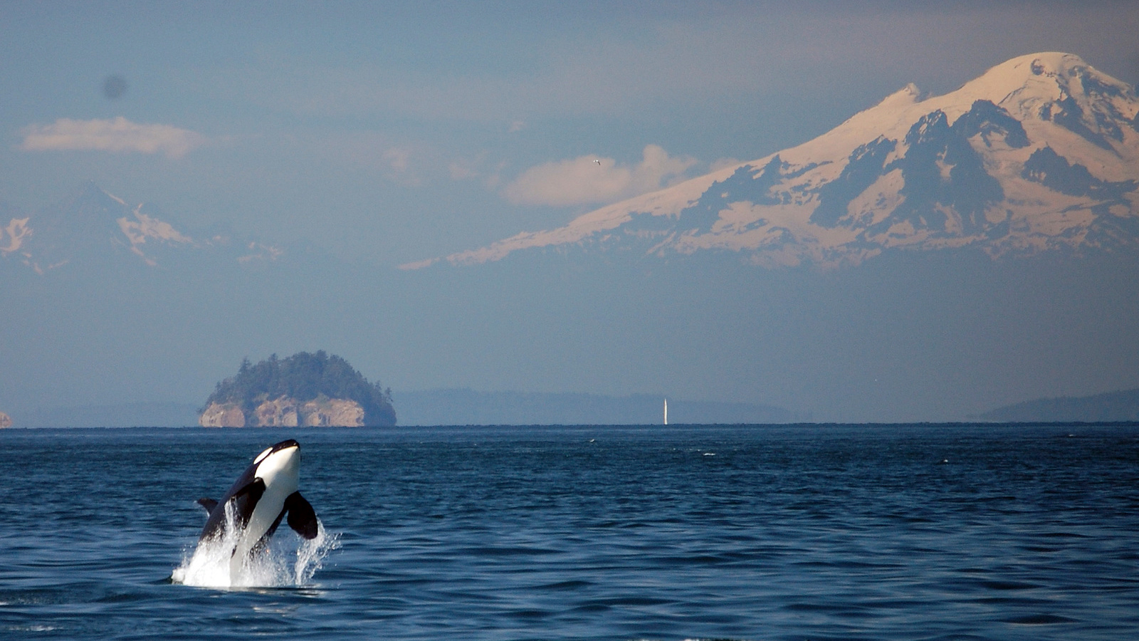 Need A Moment Of Conservation Zen We Ve Got Orca Sounds