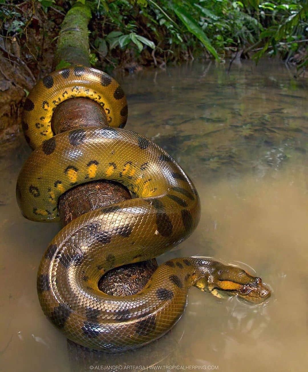 Anacondas Wallpaper iPhone
