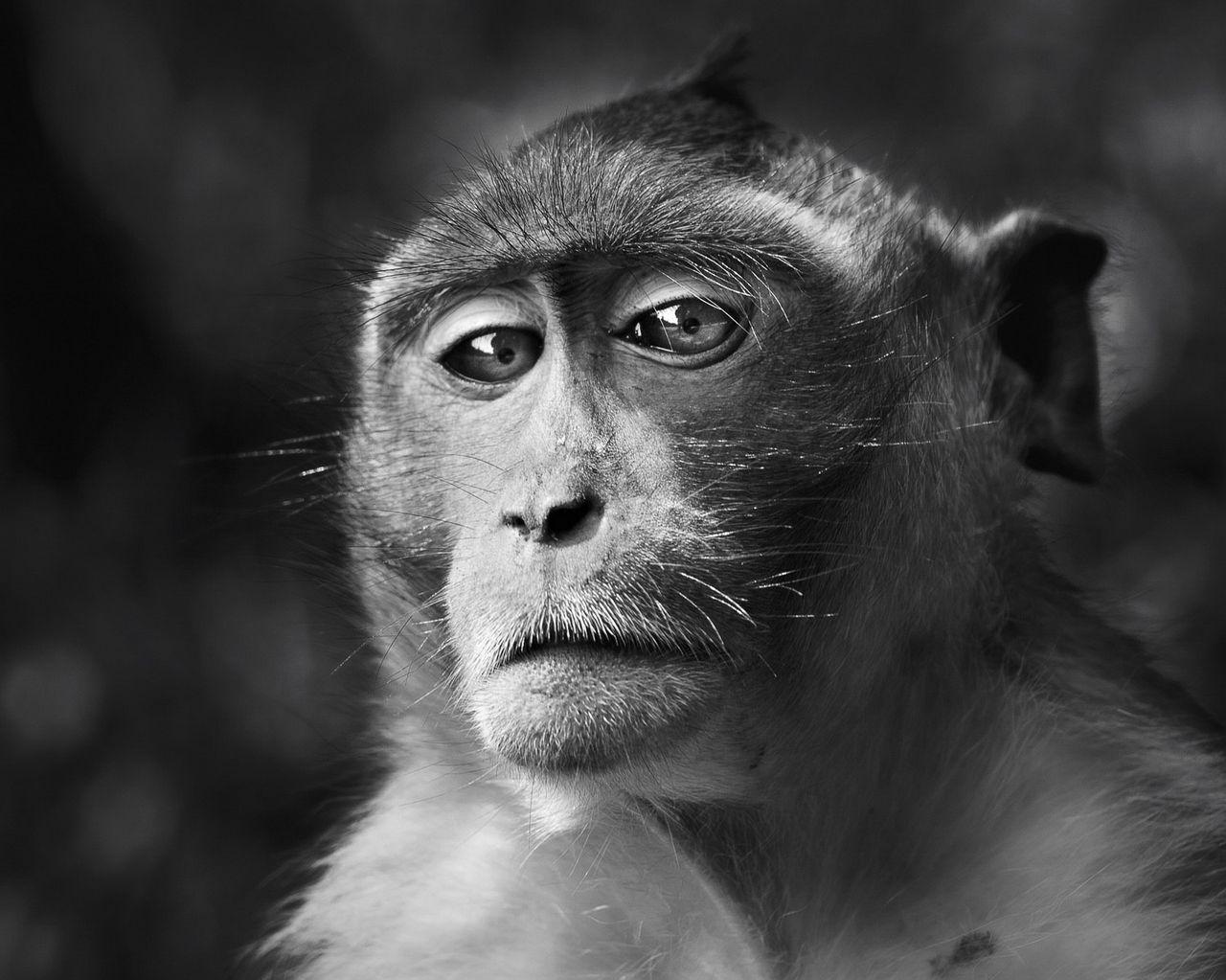 Download wallpaper 1280x1024 monkey face eyes black and white