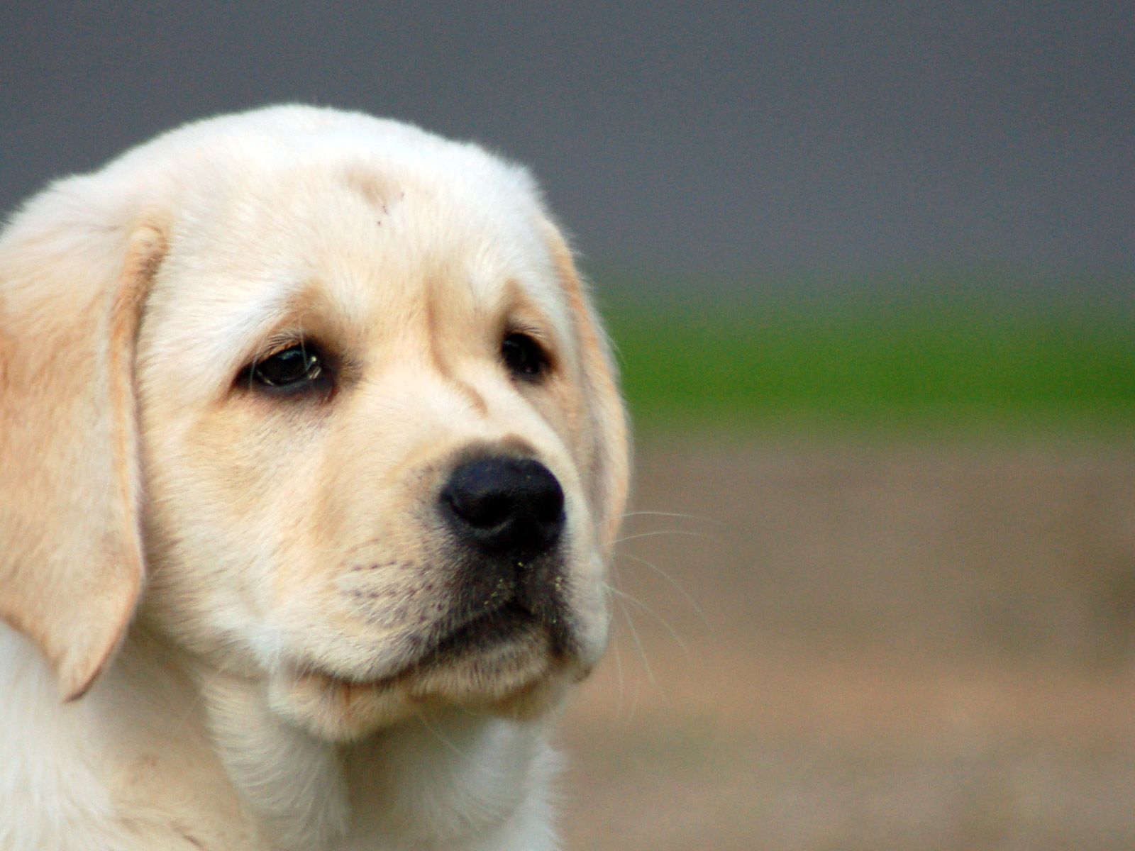 Adorable Yellow Labrador Puppy Close-Up