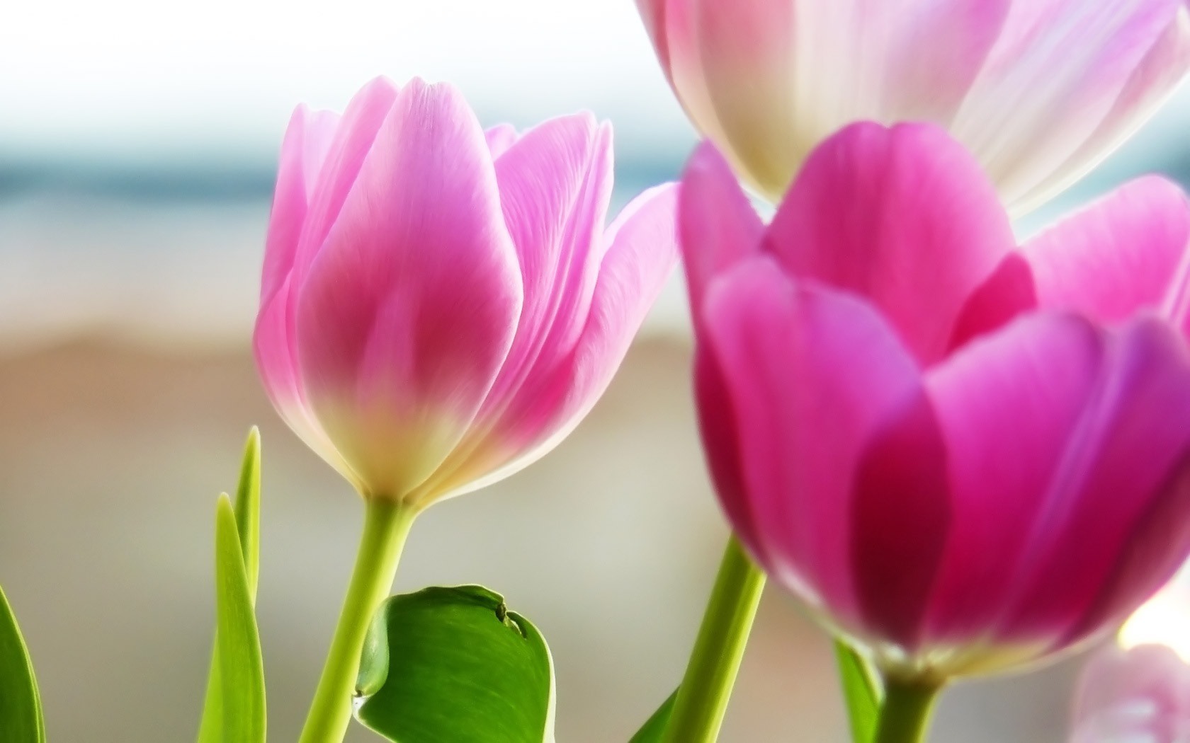 Pink Tulip Desktop Wallpaper