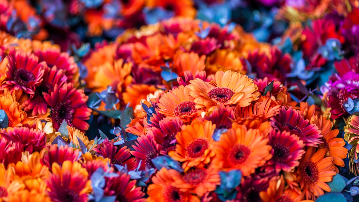 Colorful Flowers Blurred Background Wallpaper
