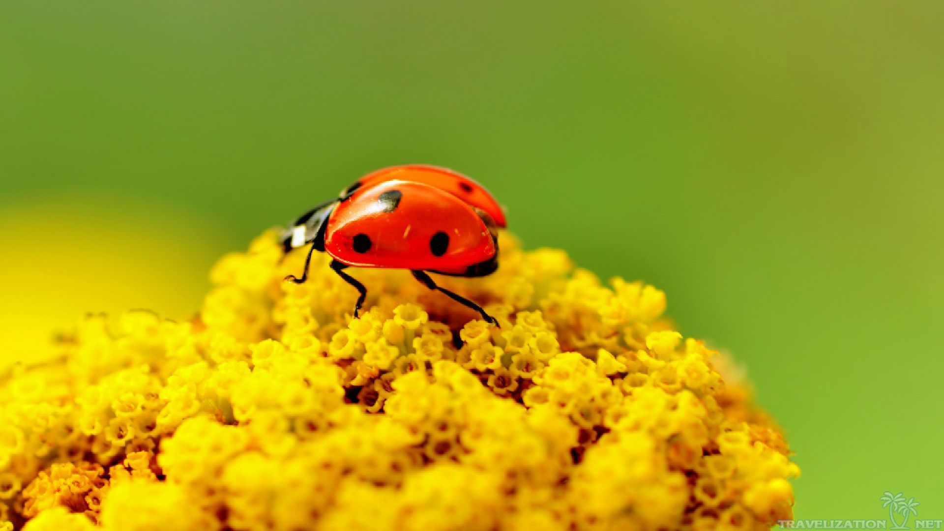 Download Cute Ladybug Wallpaper - WallpaperSafari