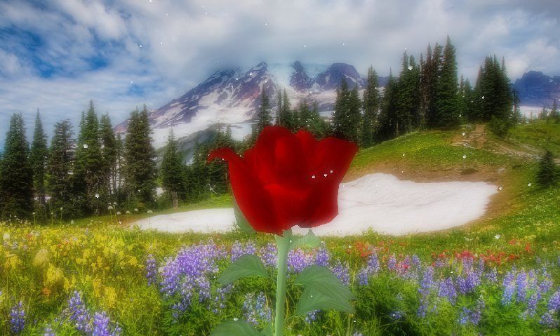 Rose 3D live wallpaper   Android Apps on Google Play