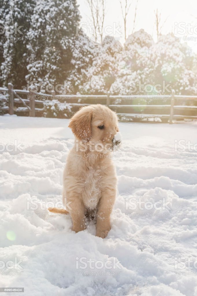 Golden Retriever Puppy Sitting In The Snow Weeks Old Stock Photo