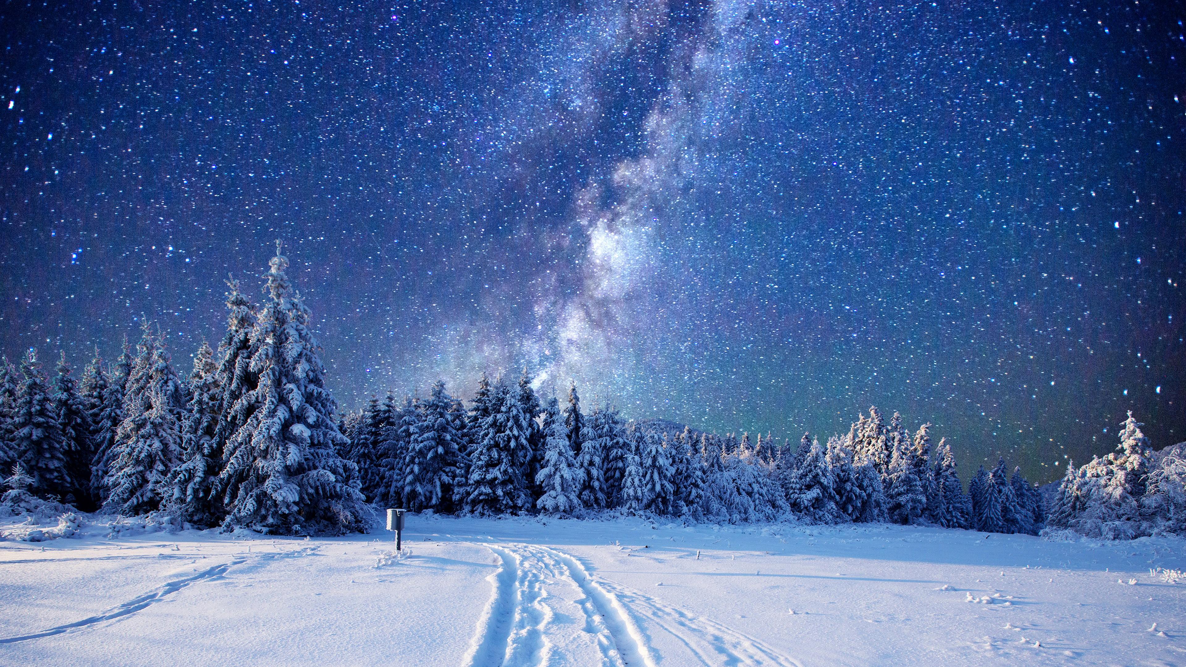 Wallpaper Forest Snow Winter Sky Stars Night 5k Nature