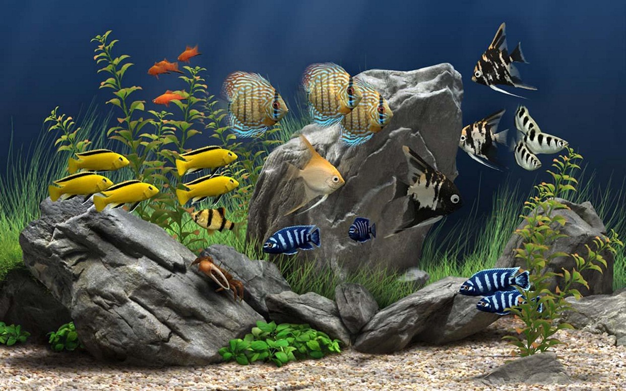 Pics Photos Cool Fish Tank Background