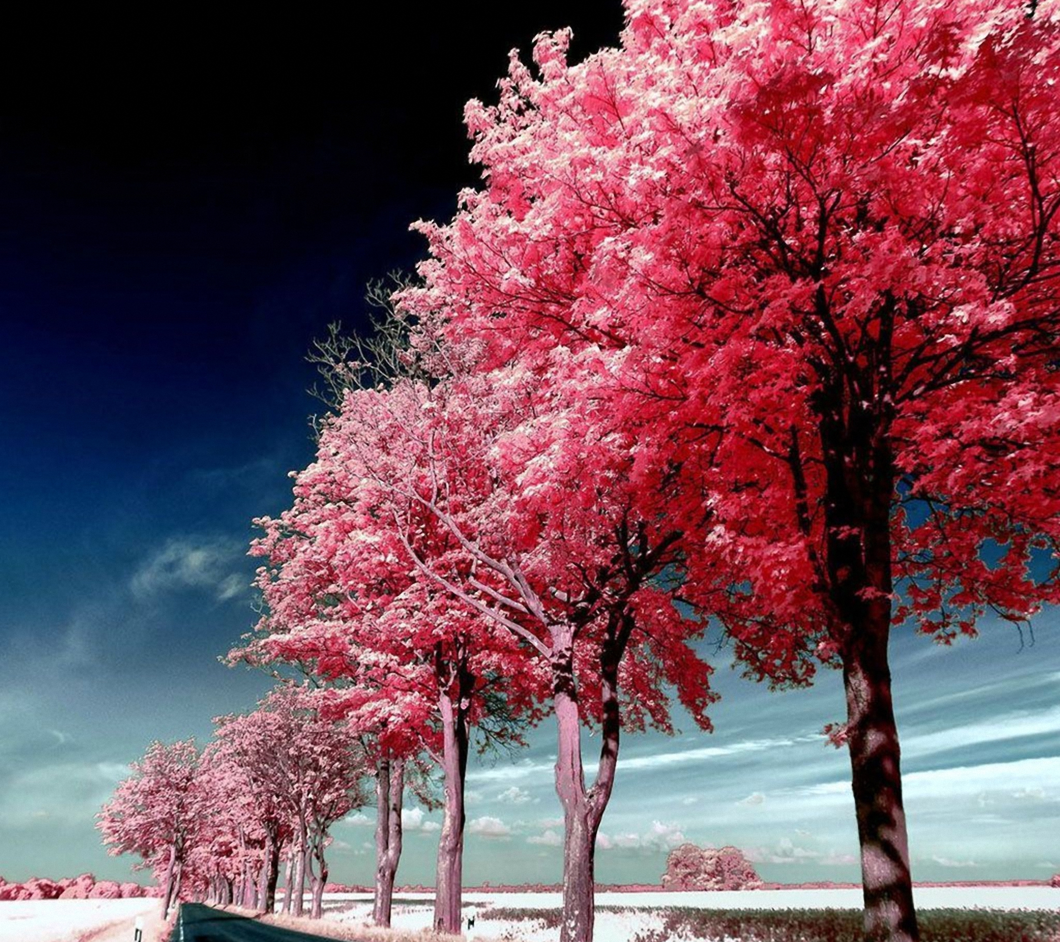 Roadside Pink Trees Wallpaper For Lg Phone