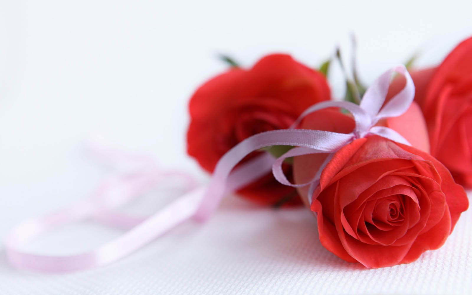 Tag Red Rose Wallpaper Image Photos Pictures And Background For