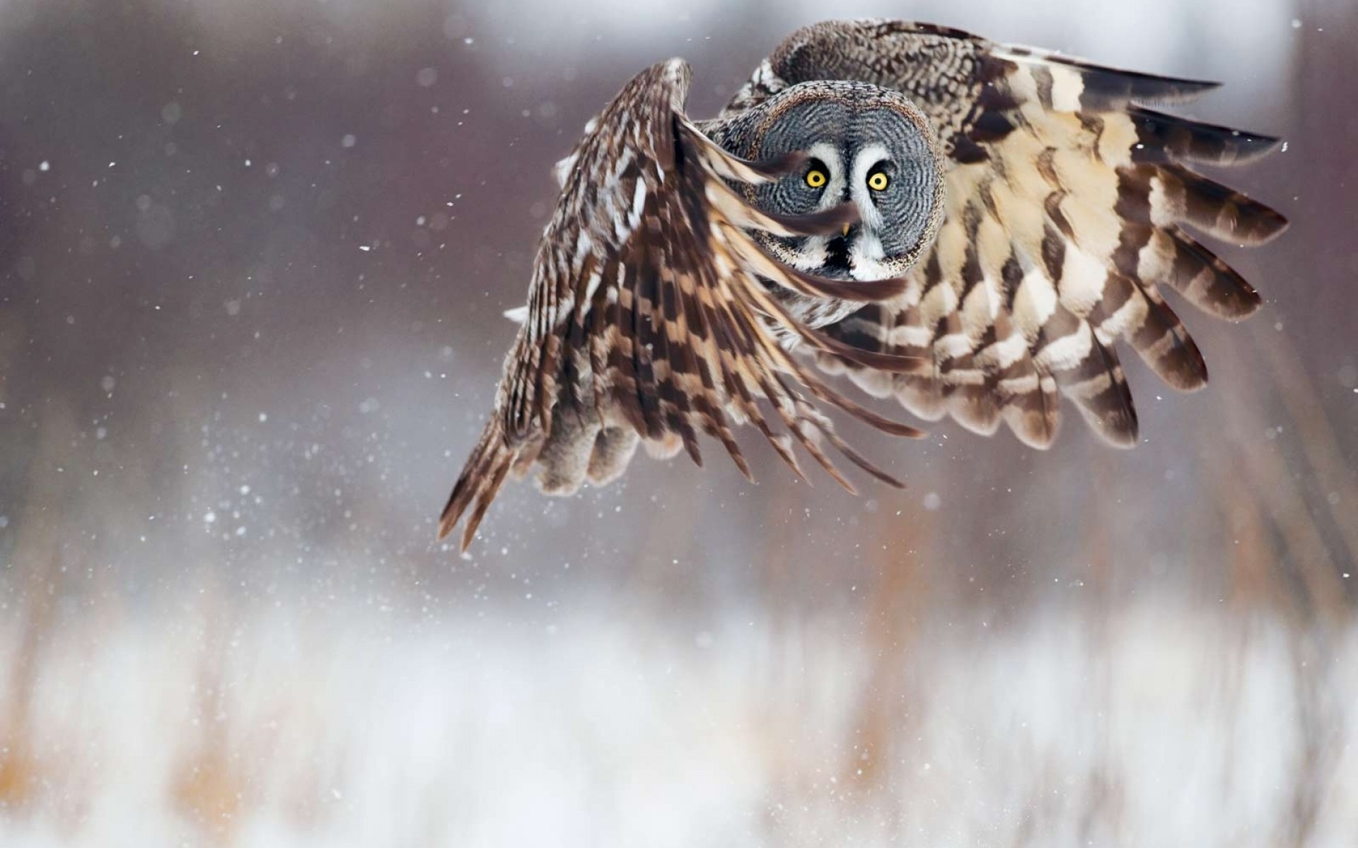 Wallpaper Bird Owl Snow Winter Desktop Animals