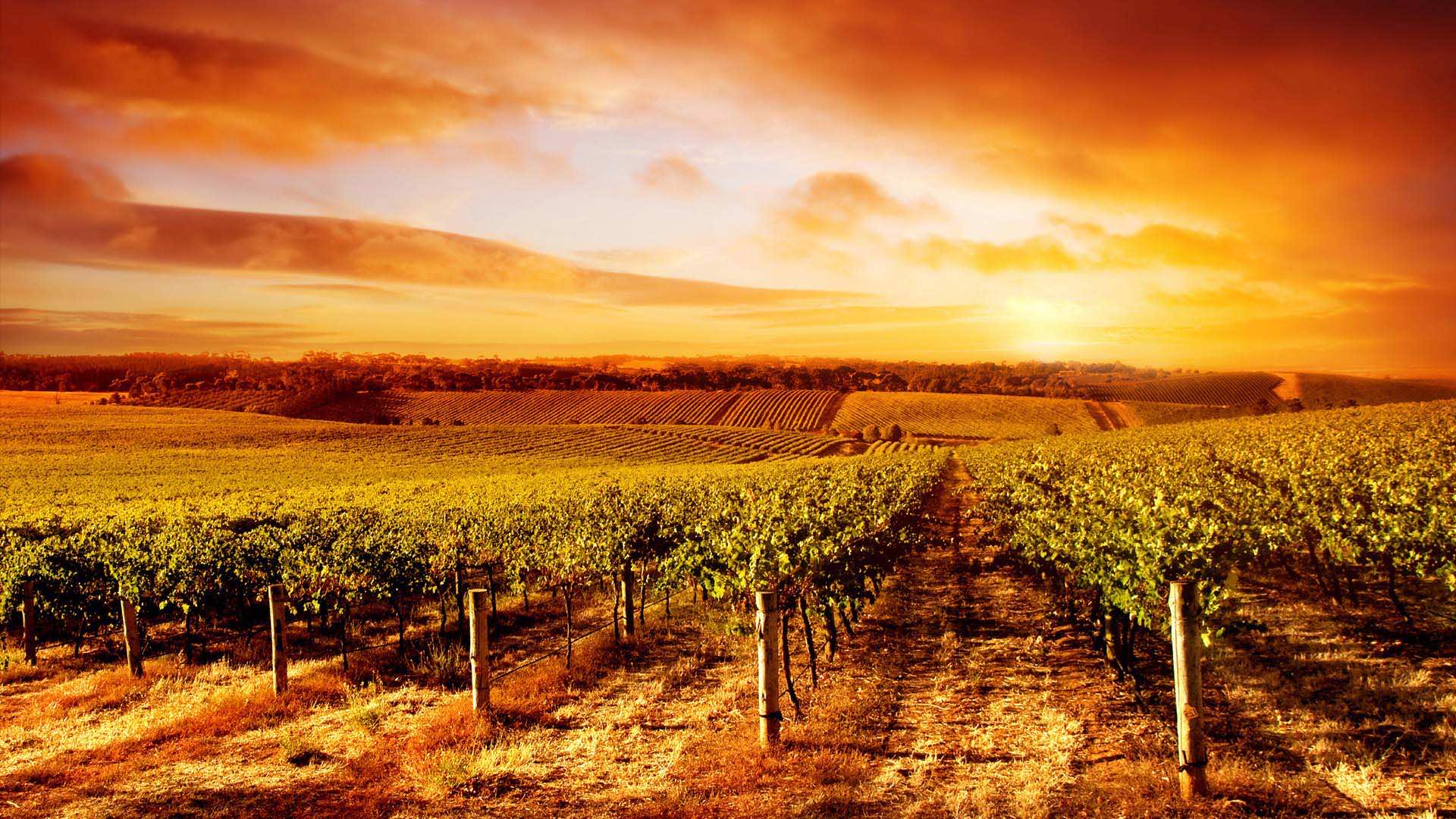 4K Scenic Sunset over Vineyard Landscape Live Wallpaper