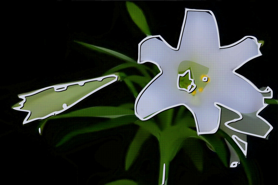White Easter Lily Against A Blackbackgro Wallpaper