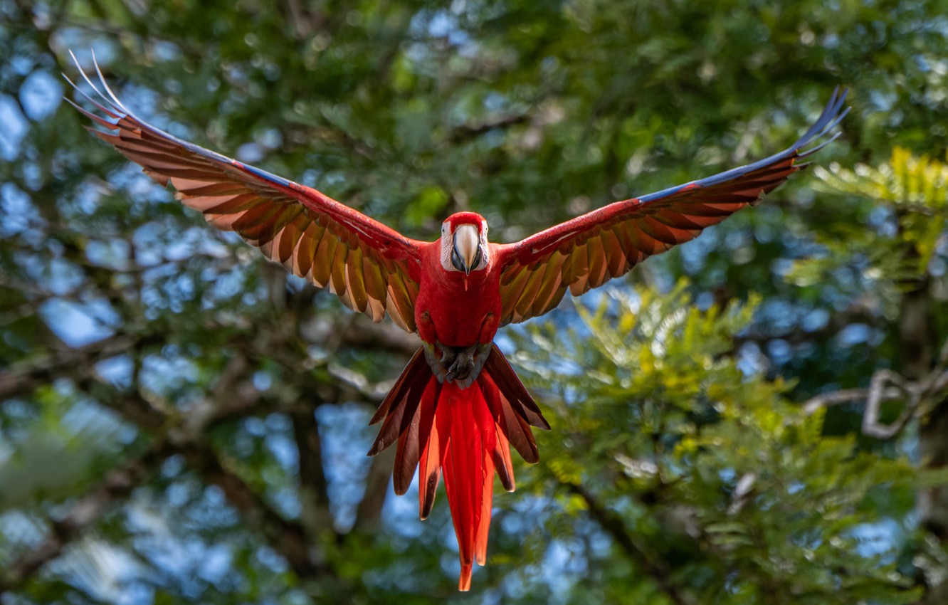 Wallpaper Bird Wings Feathers Blur Parrot Flight Red Macaw