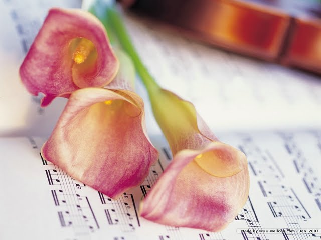 Pink Calla Lily On Music Score Wallpaper Walltor