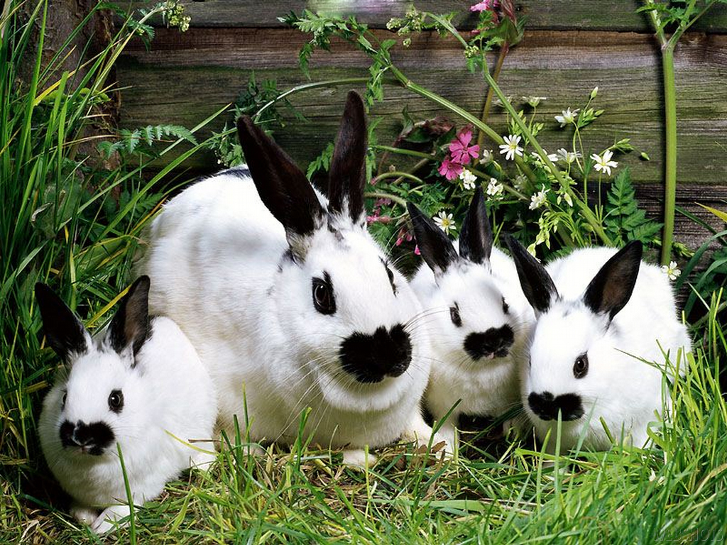 Bunny Wallpaper Rabbits