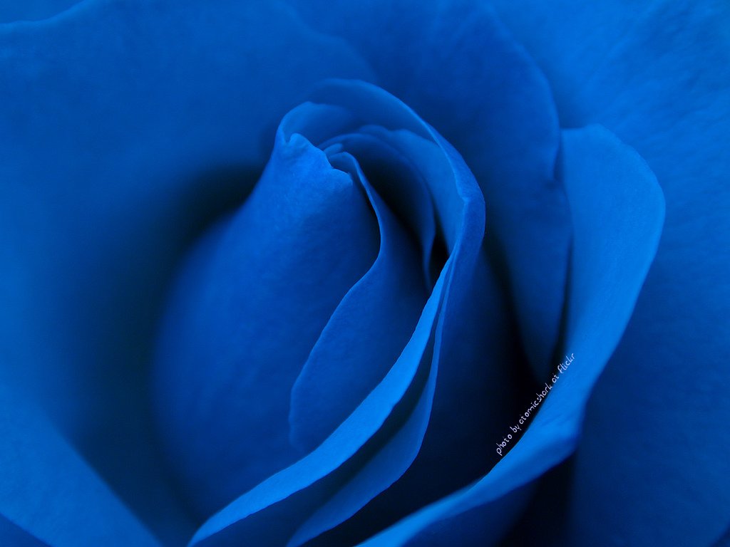 HD Wallpaper Of Blue Rose