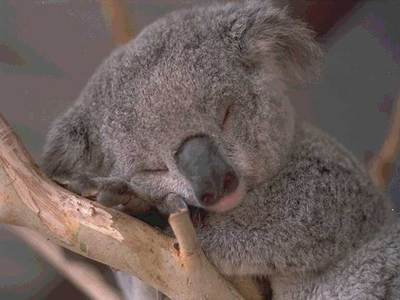 Koala Wallpaper Desktop