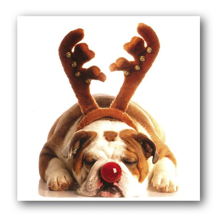 Funny Christmas Bulldog Pictures Card