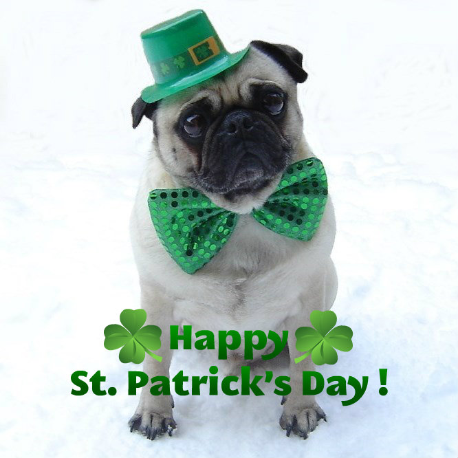 Funny Pug St Patrick S Day Puppies Photo