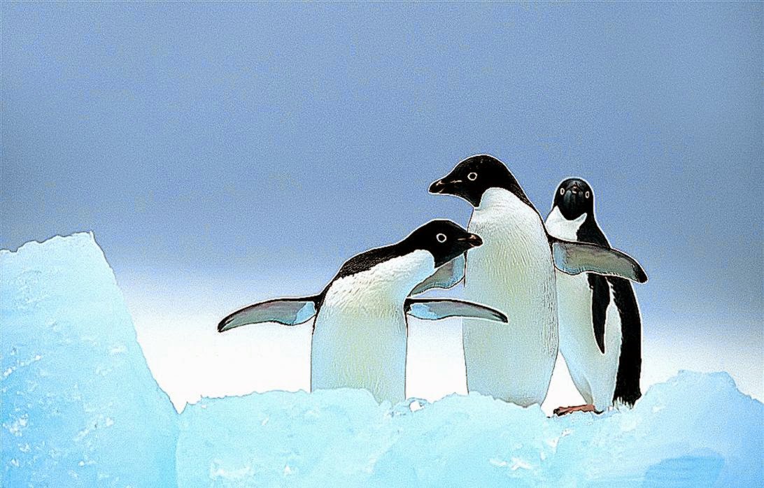Cute Penguins Animals Wallpaper Gallery