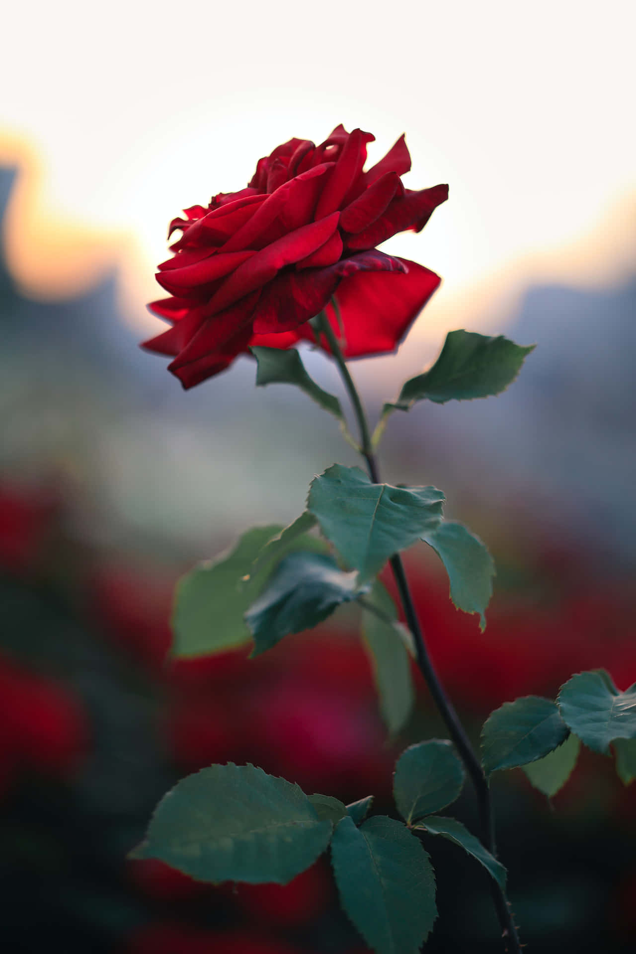 Cute Rose Wallpaper