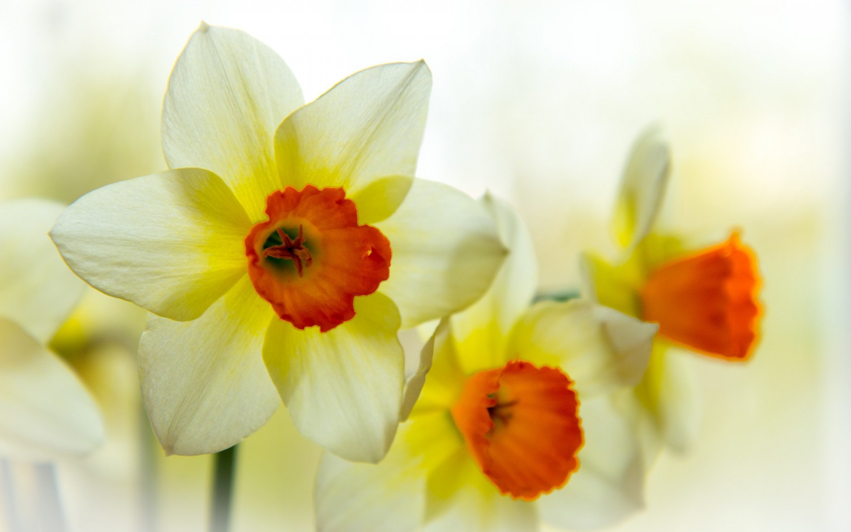 Spring Daffodils Wallpaper Best HD