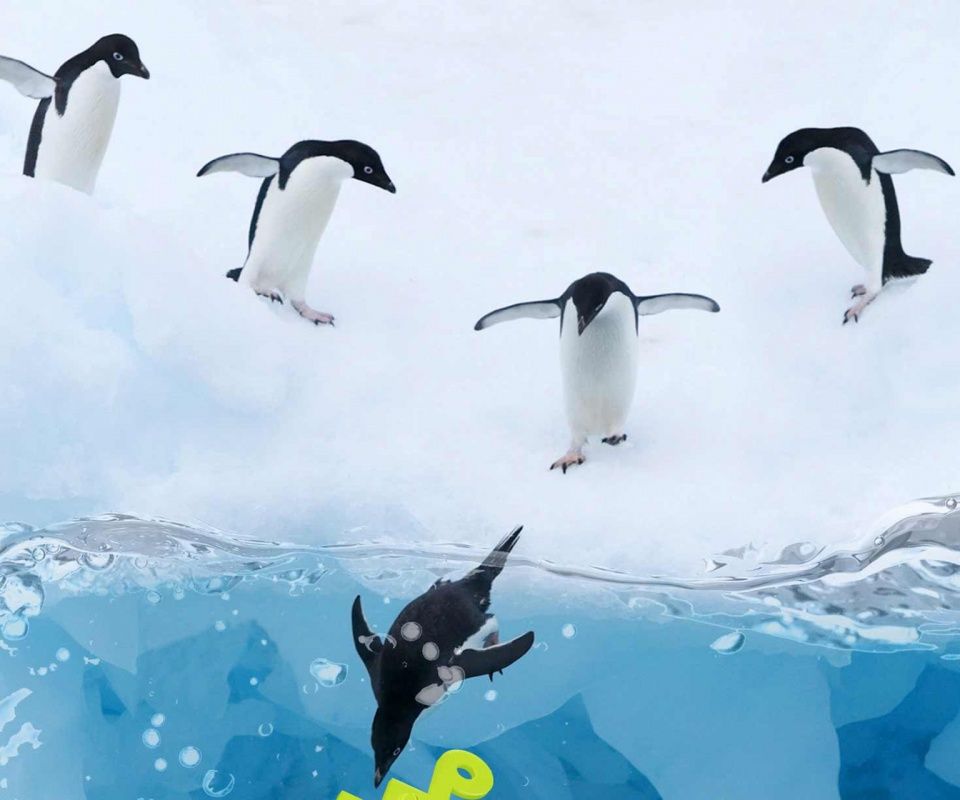 Penguins Hot Mobile Phone Wallpaper