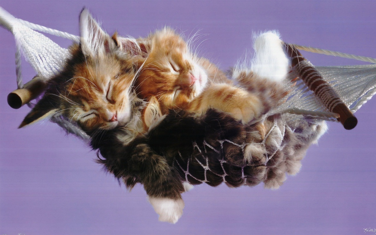 Sweet Cute Cats Wallpaper Background