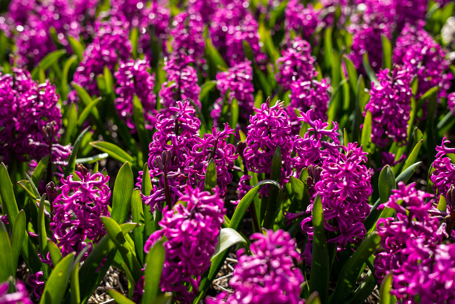 Top Hyacinth Wallpaper Full HD 4k To Use