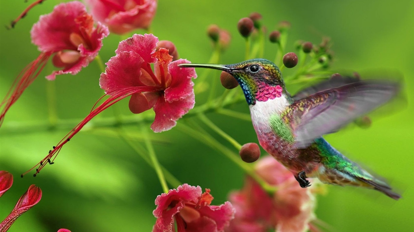 The hummingbird totem and the wisdom of accomplishing great feats