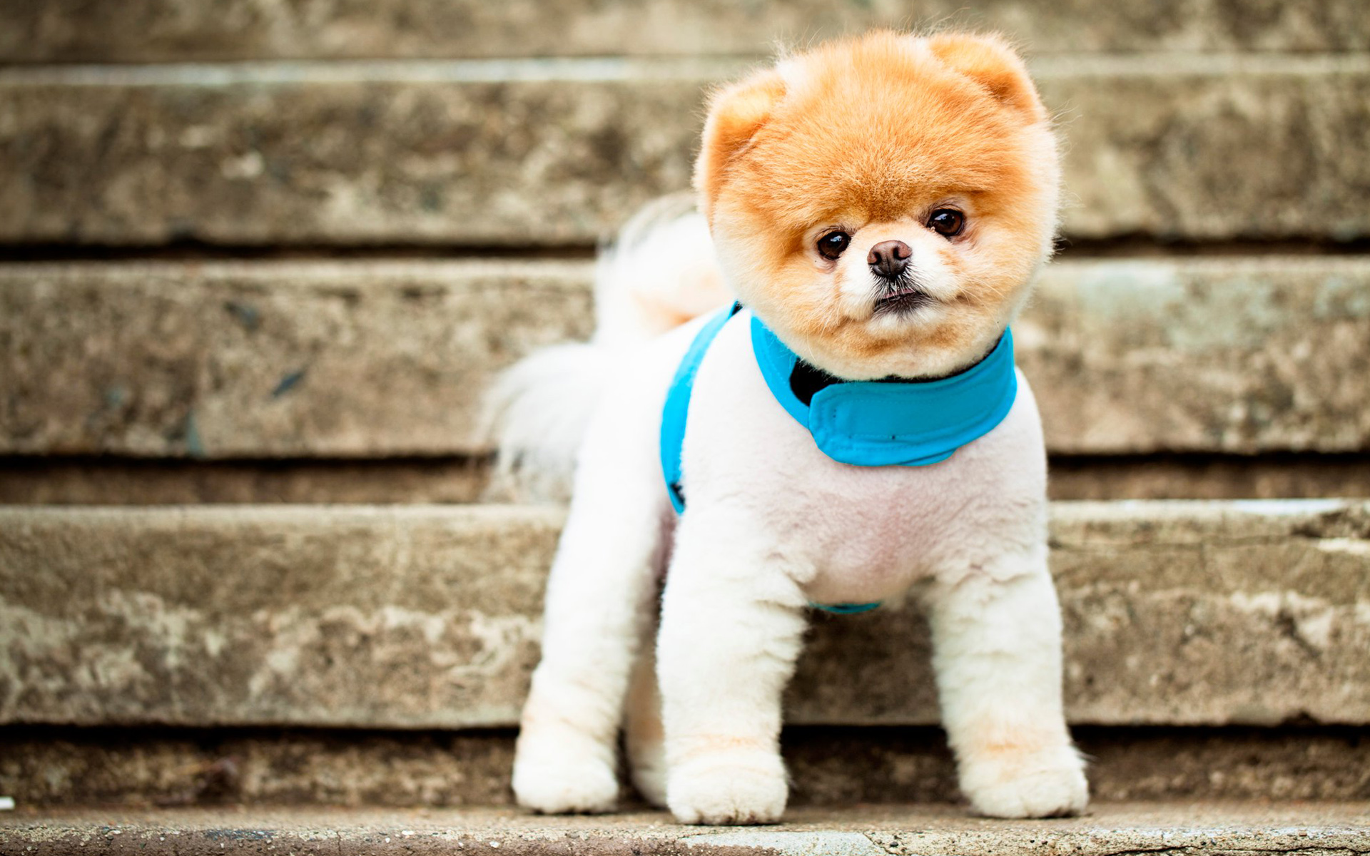 Free download Boo The Cutest Dog Wallpapers HD Wallpapers ...