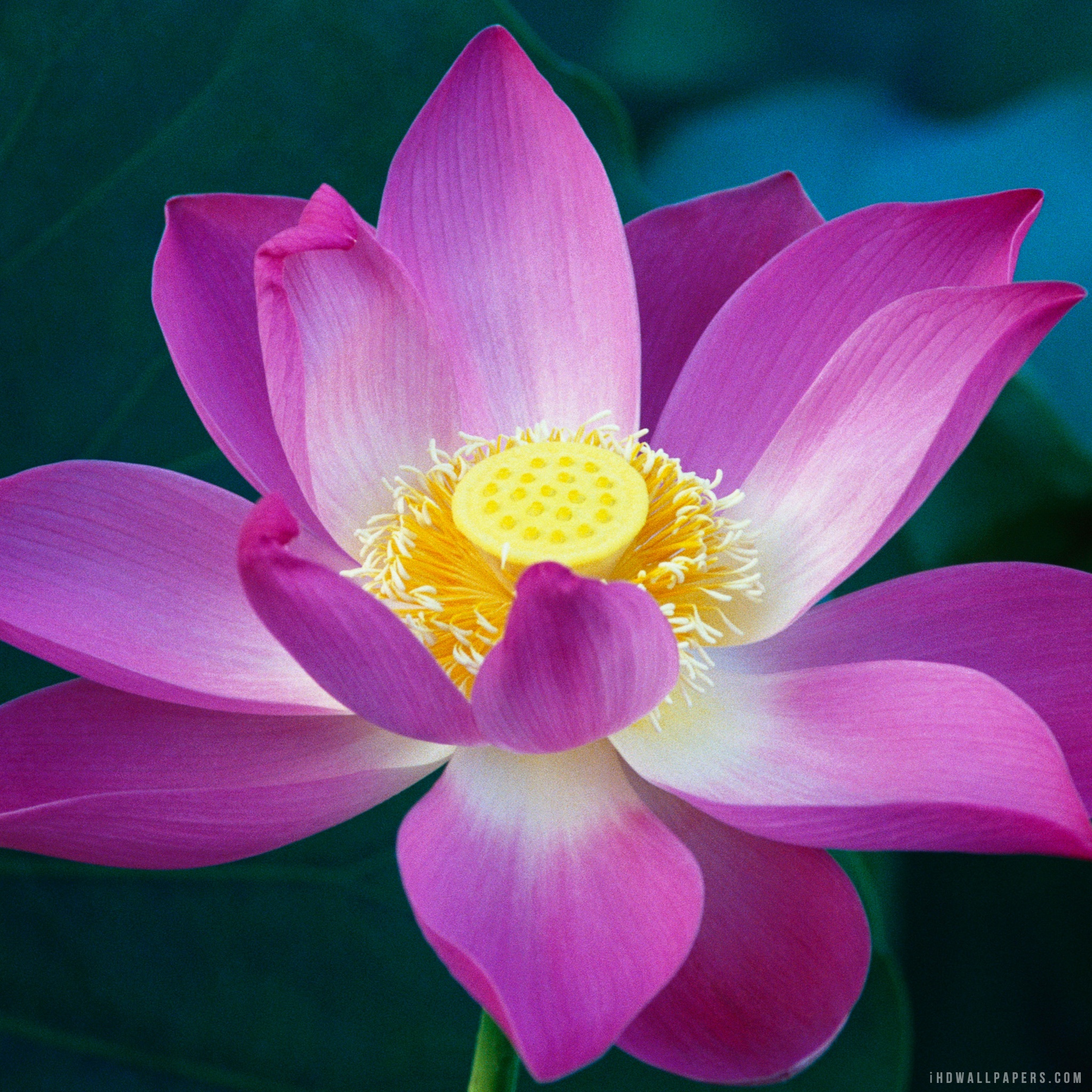 Lotus Flower HD Wallpaper IHD