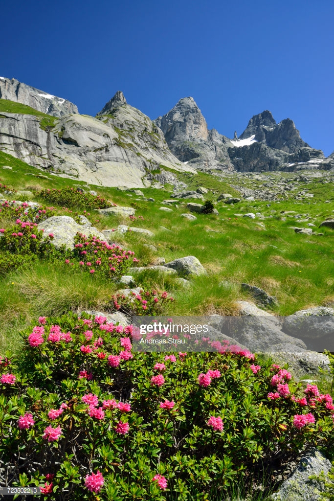 Alpine Roses With Granite Mountains In Background Sentiero Roma