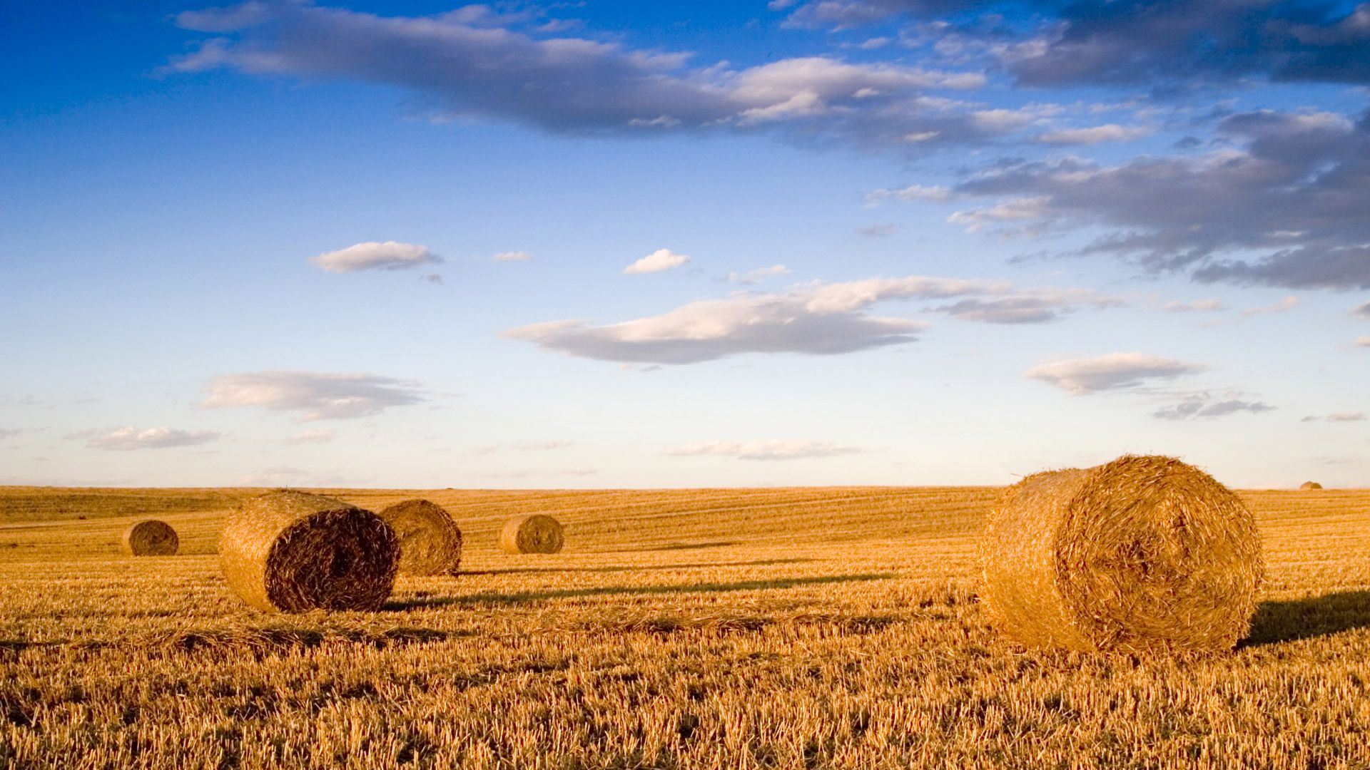 Wheat Field Landscape Desktop Wallpaper