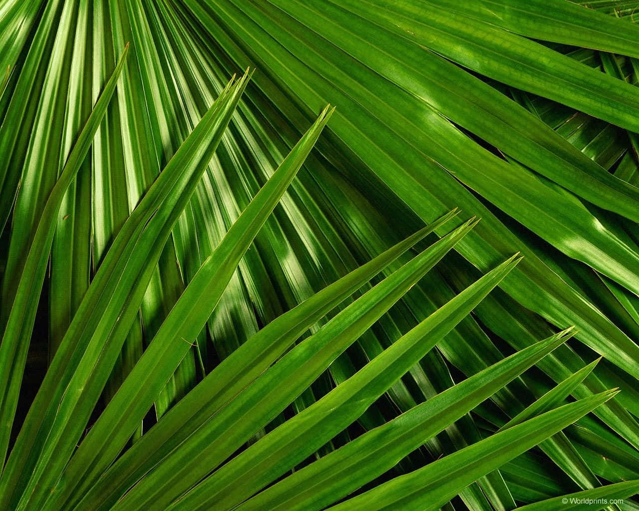 Tropical Leaves Desktop Wallpaper
