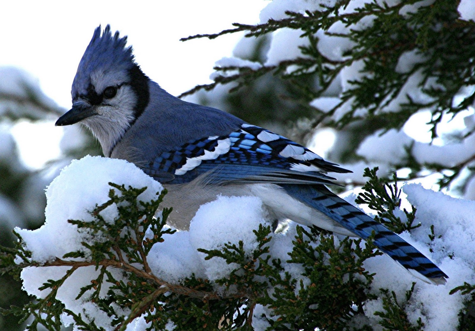 Where Is Wallpaper Blue Jay Pictures
