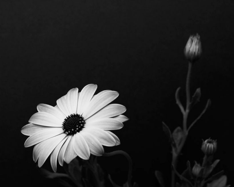 Flowers Background White Black And Flower