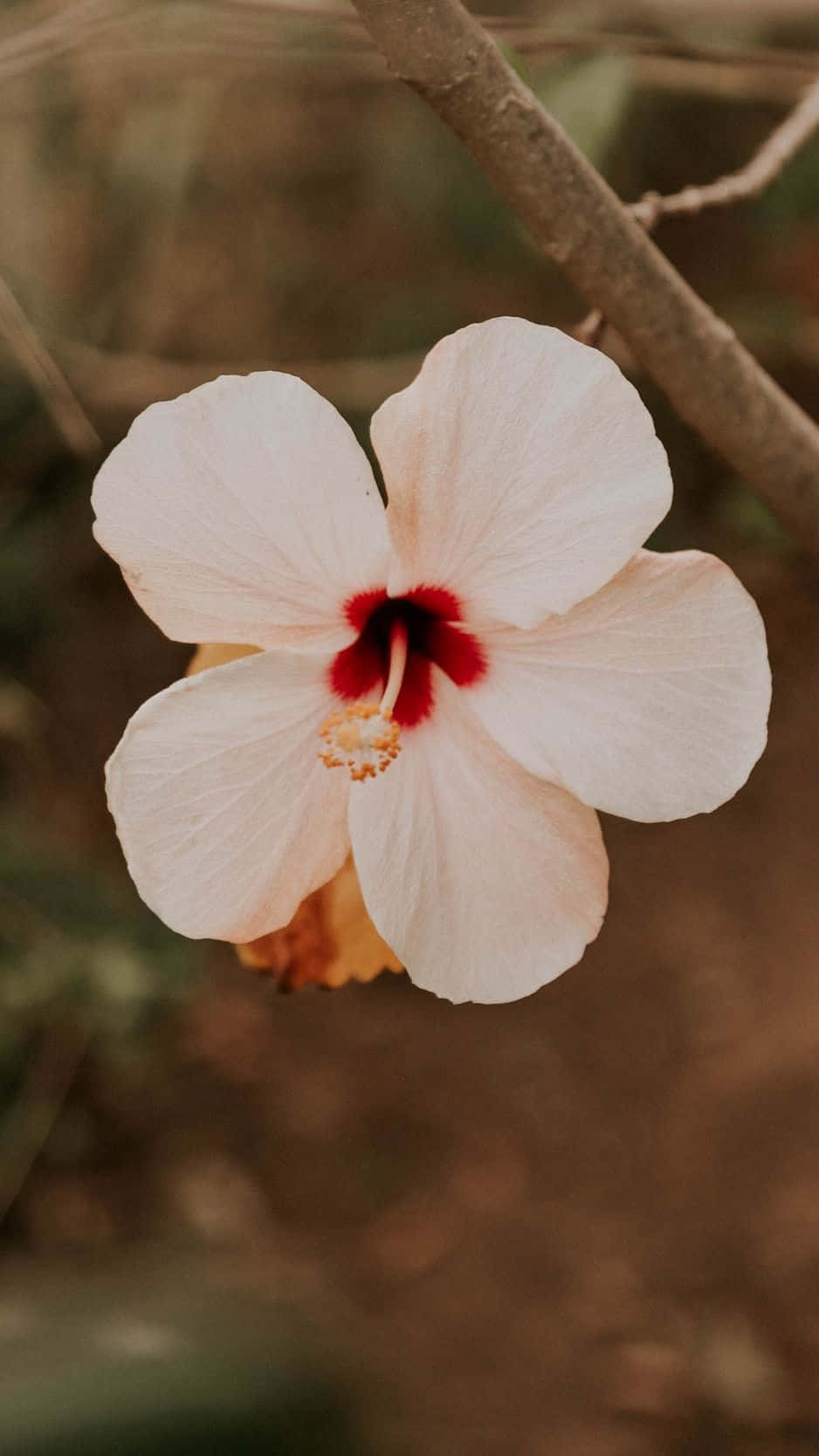 Hibiscus Aesthetic Wallpaper