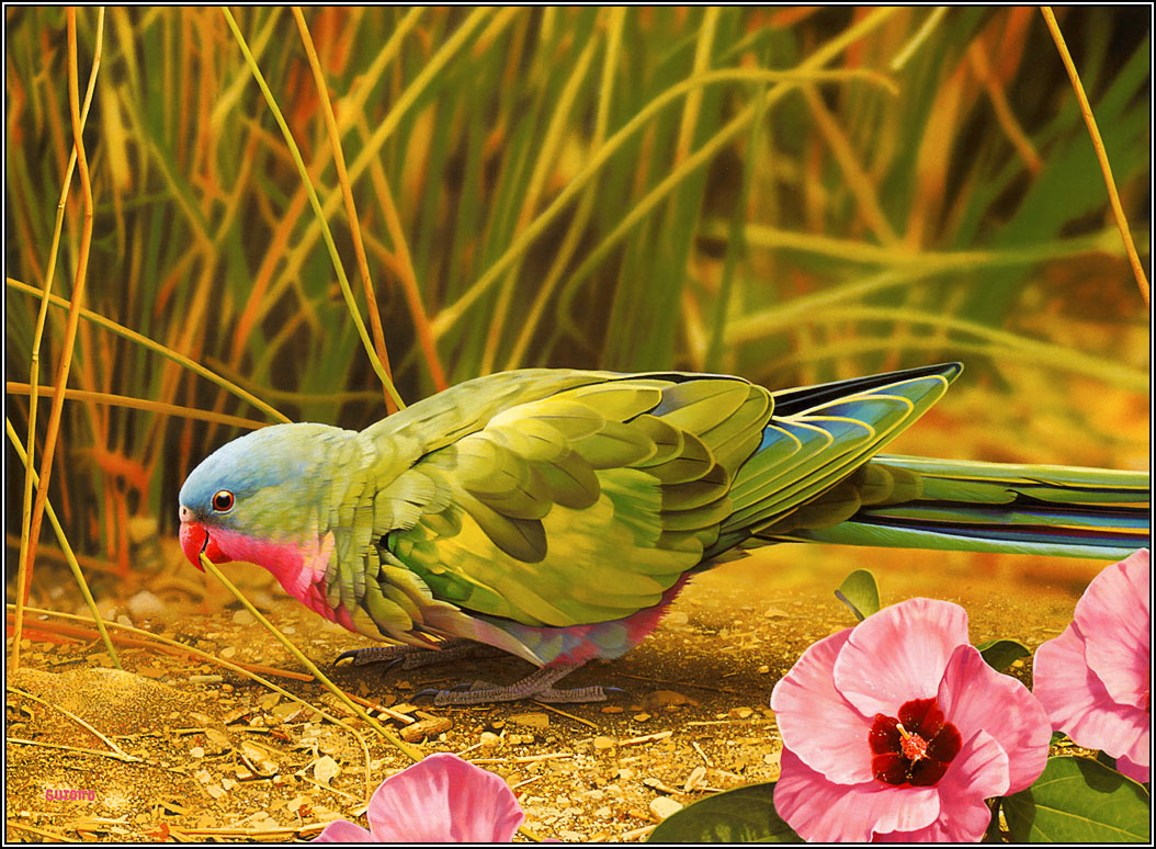 [44+] Birds 1080p Wallpaper on WallpaperSafari