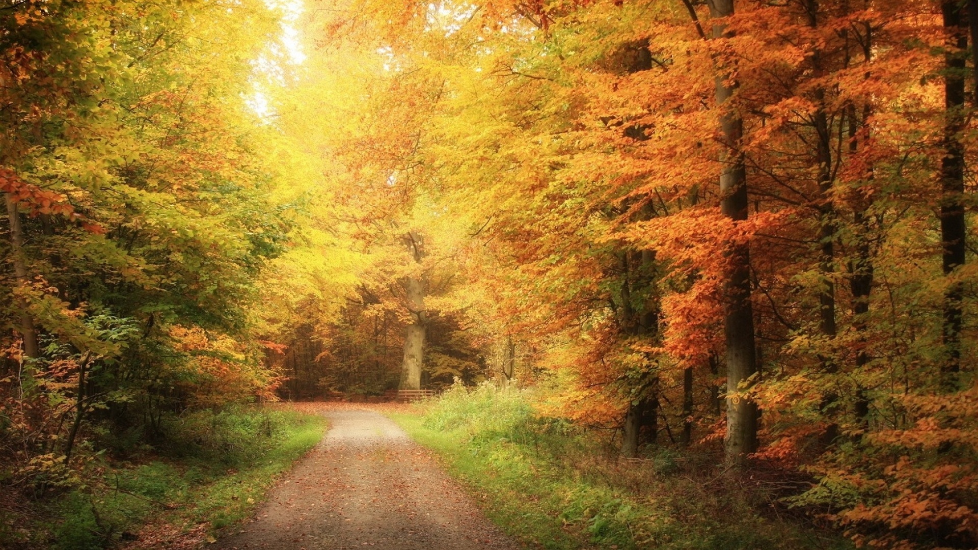 Autumn Road Forest Desktop Pc And Mac Wallpaper