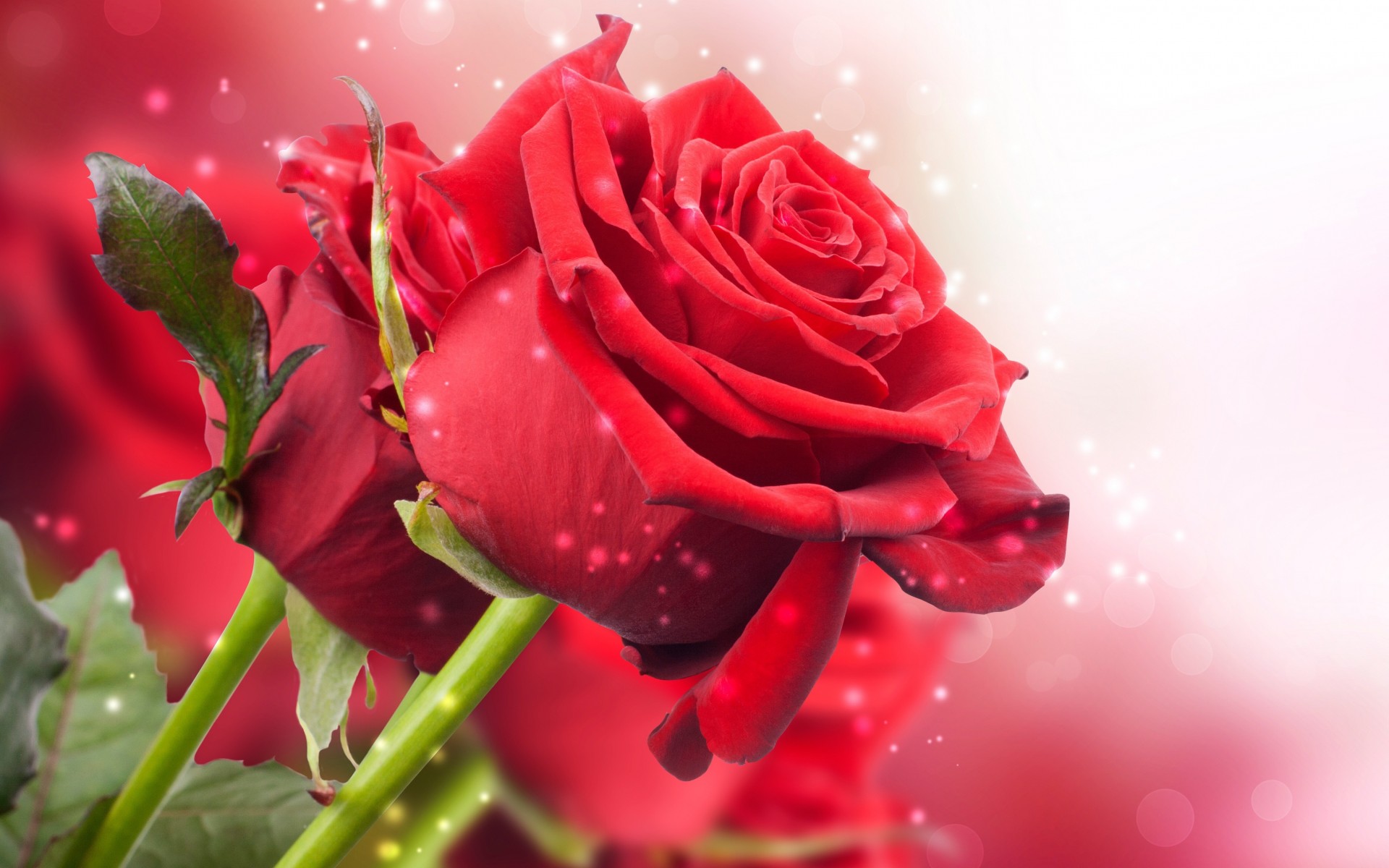 Flowers Roses Love Romance Wallpaper