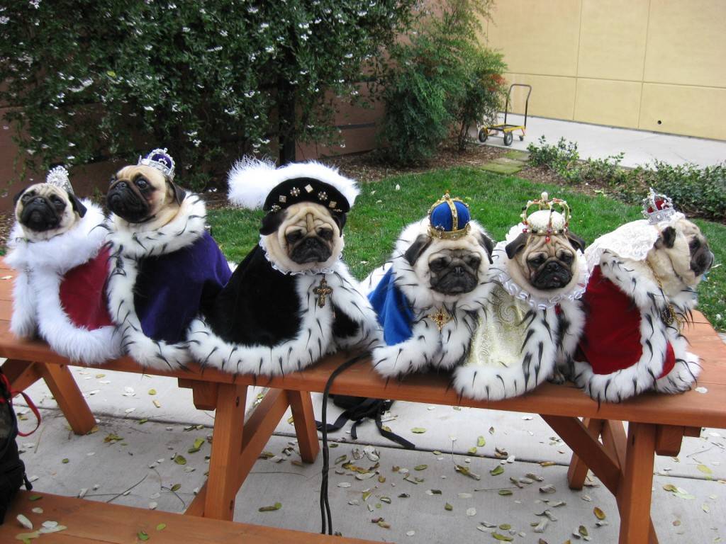 Dogs In Clothes Funny Wallpaper