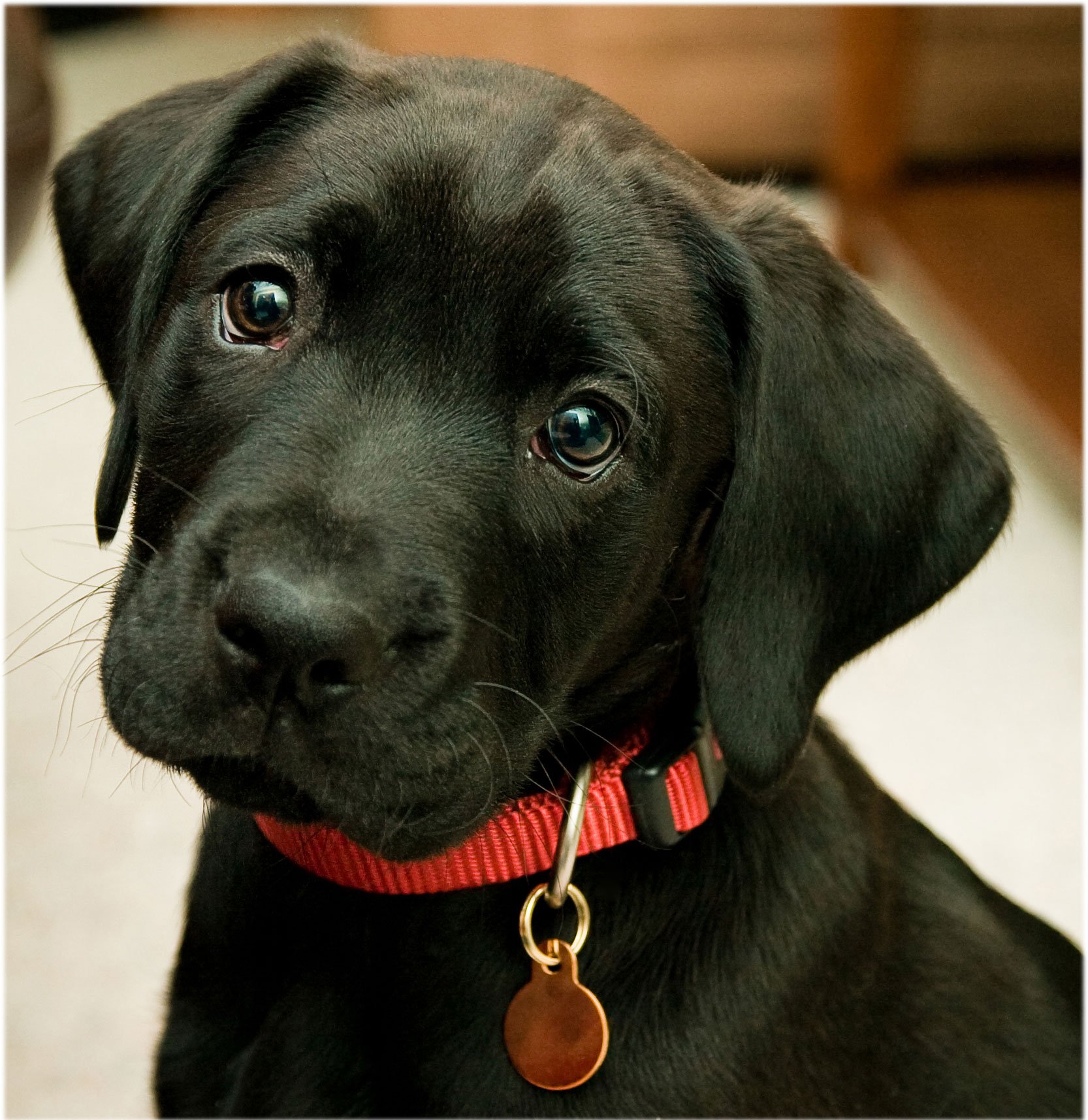 25 Cute Labrador Retriever Puppies Pictures And Images 1666x1715